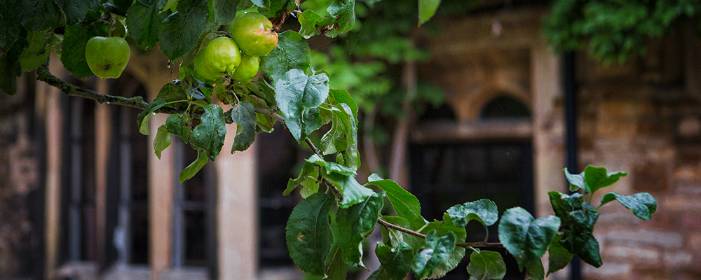 Apples in the Head Master's Garden